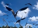 Fregatte Vögel auf Barbuda_1