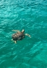 Turtle in Falmouth_1